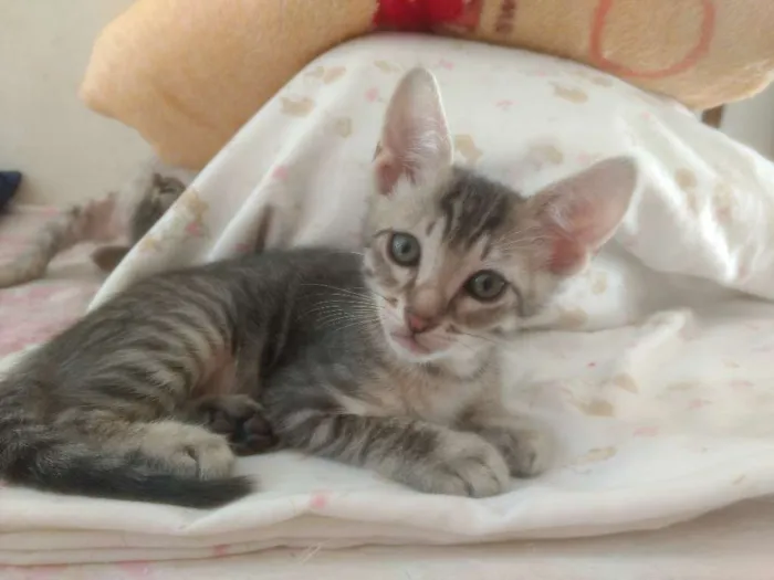 Gato ra a Misto idade Abaixo de 2 meses nome Filhote