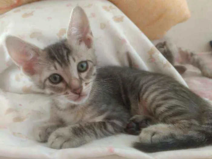 Gato ra a Misto idade Abaixo de 2 meses nome Filhote