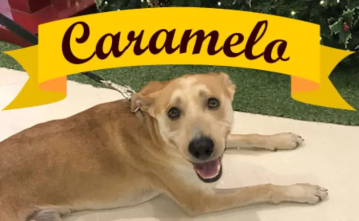 Cachorro ra a SRD idade 2 anos nome Caramelo Amor