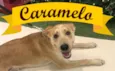 Caramelo Amor