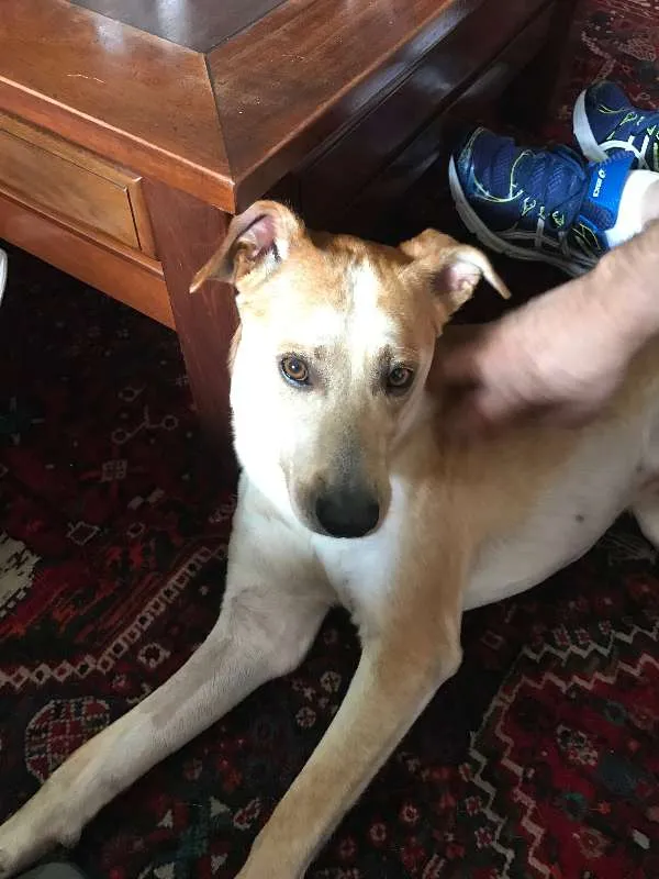 Cachorro ra a SRD idade 2 anos nome Caramelo Amor