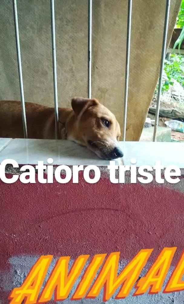 Cachorro ra a Vira-lata idade 1 ano nome Spyke