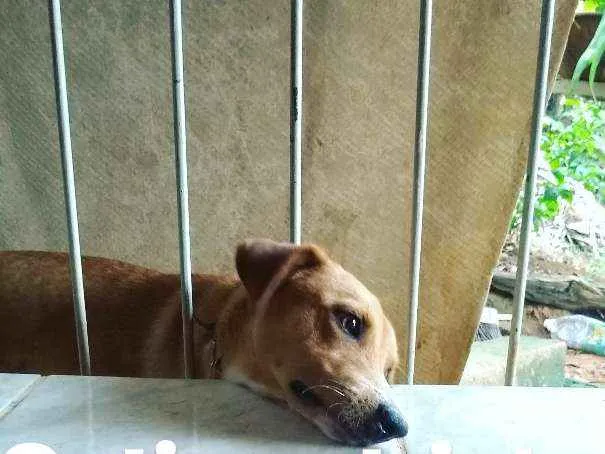 Cachorro ra a Vira-lata idade 1 ano nome Spyke