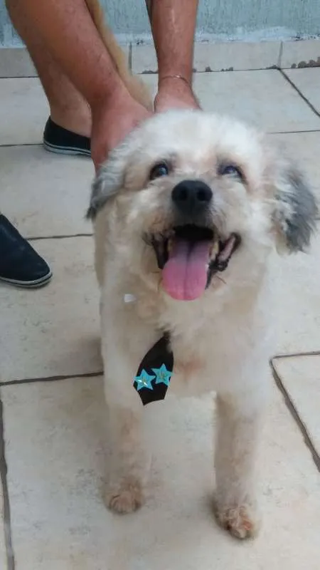 Cachorro ra a poodle idade 6 ou mais anos nome Odin