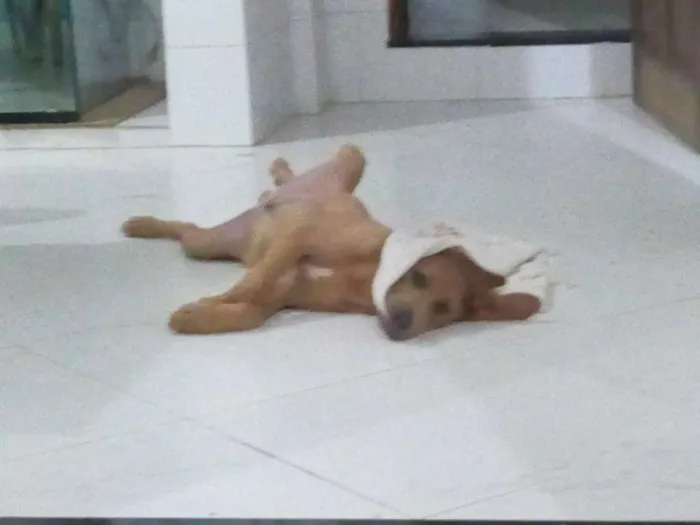 Cachorro ra a Viralata idade 2 a 6 meses nome Duque