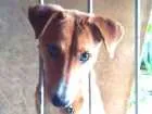 Cachorro raça Vira-lata idade 1 ano nome Spyke