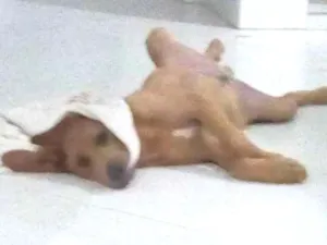 Cachorro raça Viralata idade 2 a 6 meses nome Duque