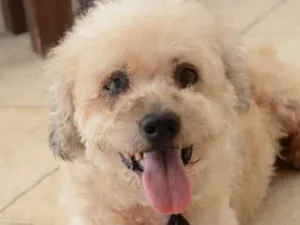 Cachorro raça poodle idade 6 ou mais anos nome Odin