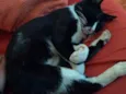 Pretinho, Pantera...