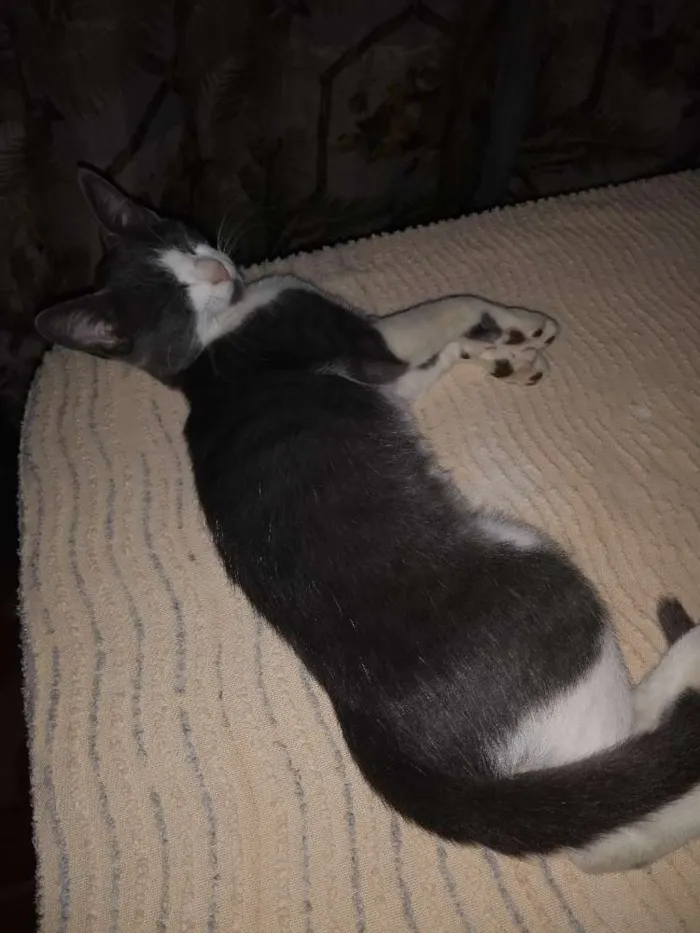Gato raça Vira latas idade  nome Pretinho, Pantera...