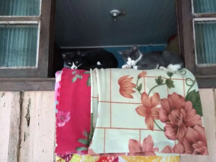 Gato raça Vira latas idade  nome Pretinho, Pantera...
