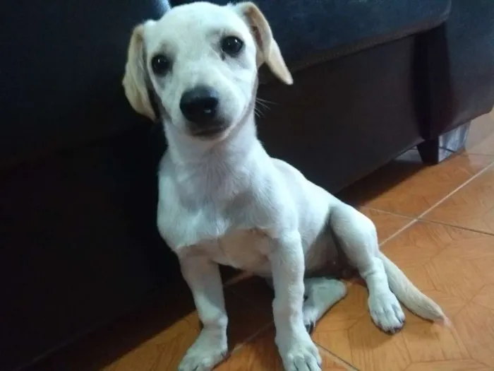 Cachorro ra a vira-lata idade 2 a 6 meses nome Mel