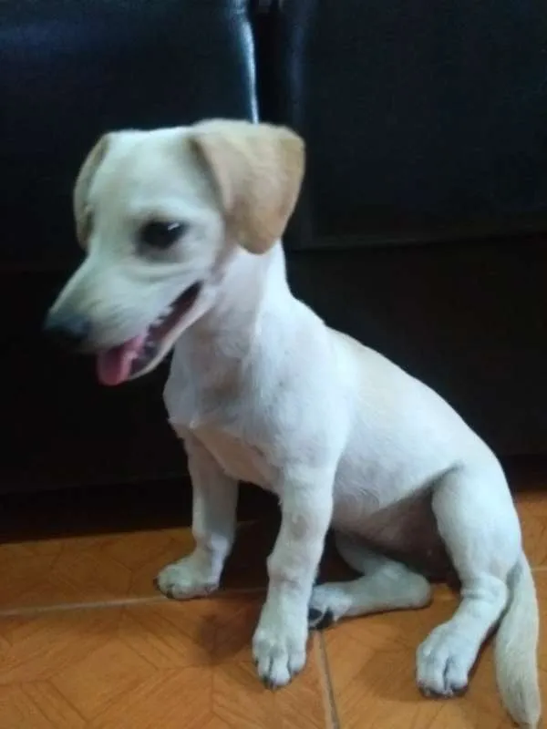Cachorro ra a vira-lata idade 2 a 6 meses nome Mel