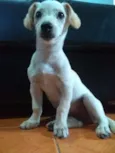 Mel