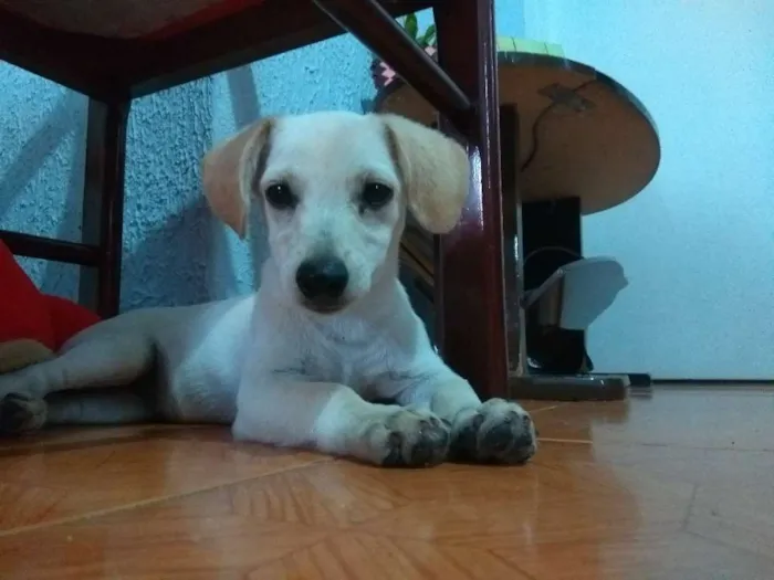 Cachorro ra a vira-lata idade 2 a 6 meses nome Mel