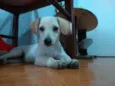 Mel