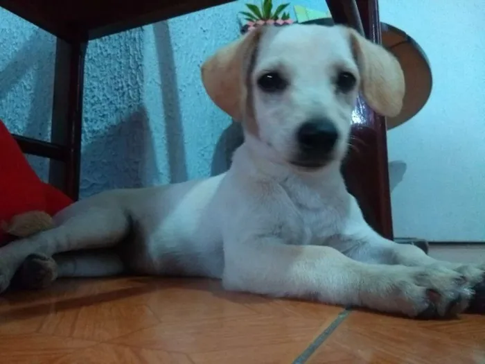 Cachorro ra a vira-lata idade 2 a 6 meses nome Mel