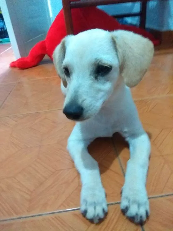 Cachorro ra a vira-lata idade 2 a 6 meses nome Mel