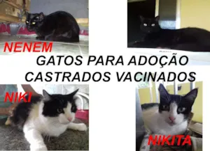 Gato raça srd idade 2 anos nome segue na descrição 
