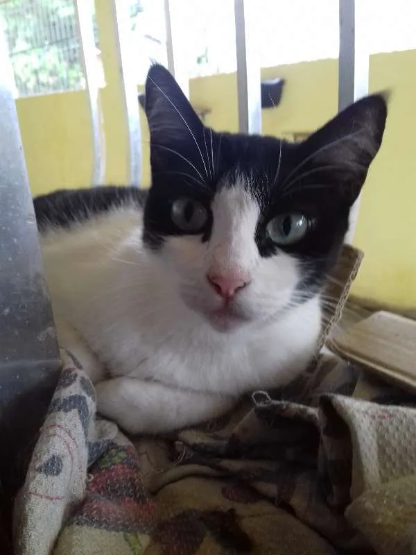 Gato raça srd idade 2 anos nome segue na descrição 
