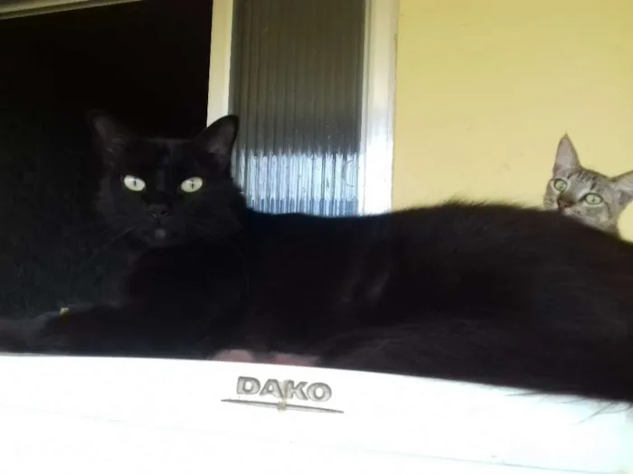 Gato raça srd idade 2 anos nome segue na descrição 