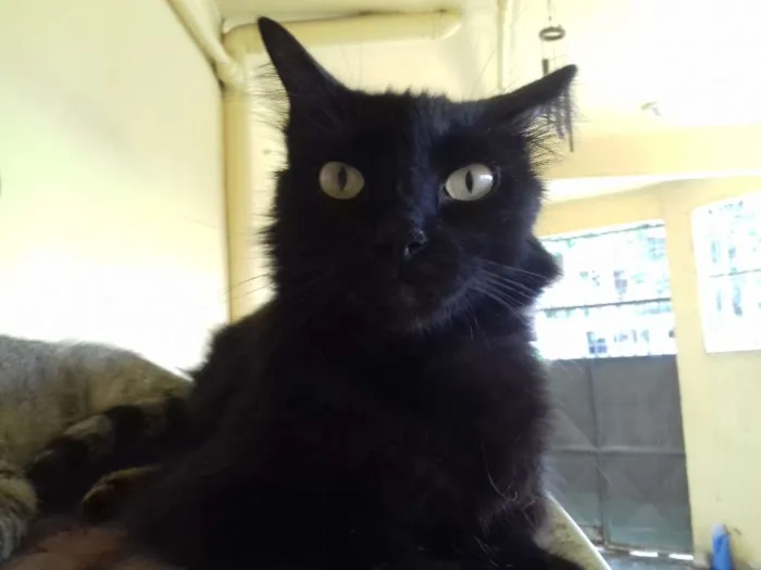 Gato raça srd idade 2 anos nome segue na descrição 