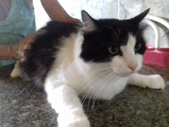 Gato raça srd idade 2 anos nome segue na descrição 