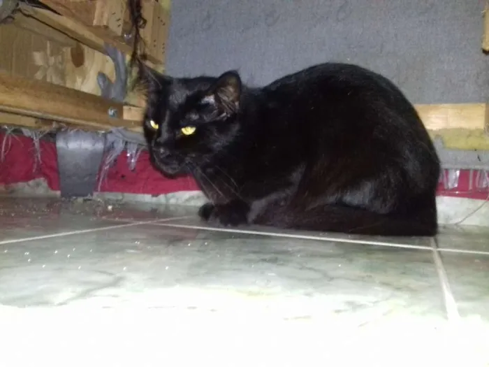 Gato raça srd idade 2 anos nome segue na descrição 