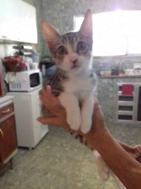 Gato raça SRD idade 2 a 6 meses nome varios