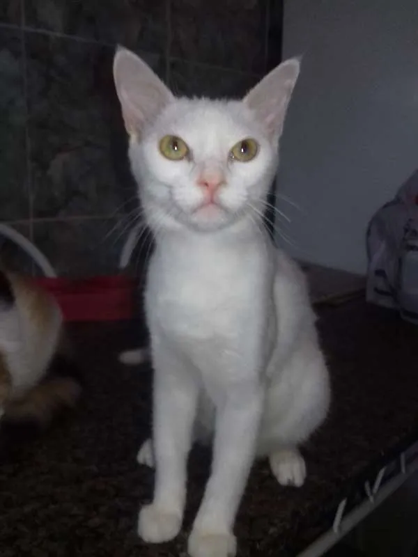 Gato raça SRD idade 2 a 6 meses nome varios