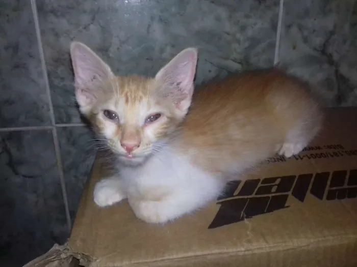 Gato raça SRD idade 2 a 6 meses nome varios