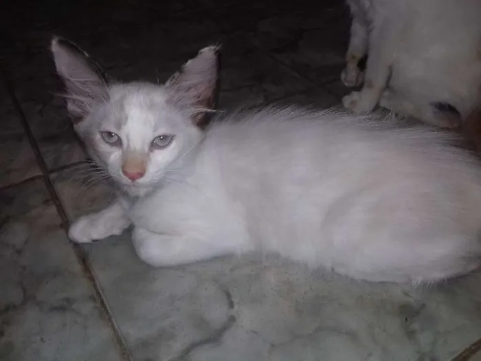 Gato raça SRD idade 2 a 6 meses nome varios