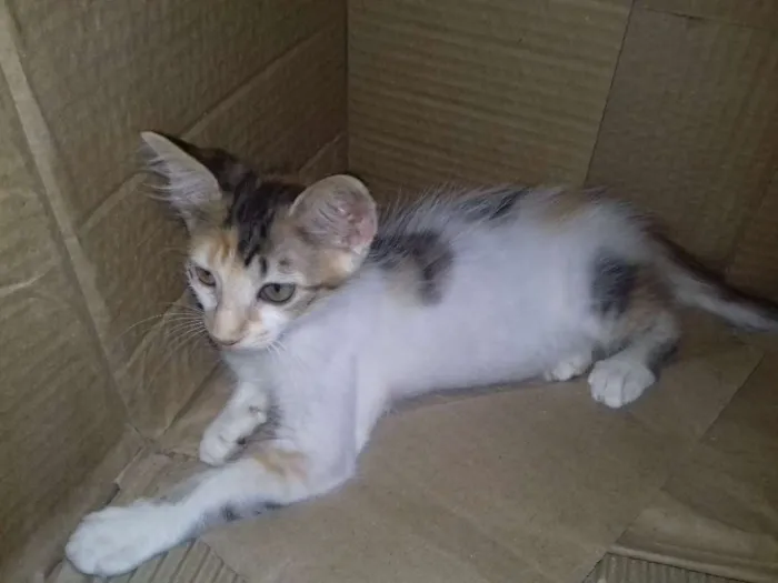 Gato raça SRD idade 2 a 6 meses nome varios