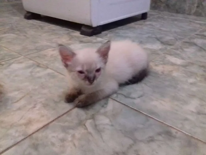 Gato raça SRD idade 2 a 6 meses nome varios