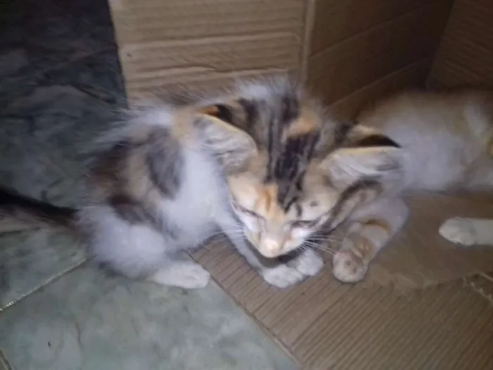 Gato raça SRD idade 2 a 6 meses nome varios