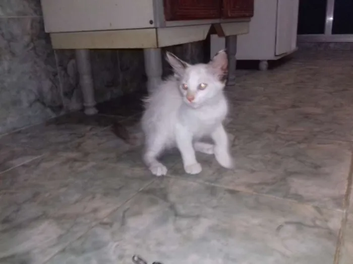 Gato raça SRD idade 2 a 6 meses nome varios
