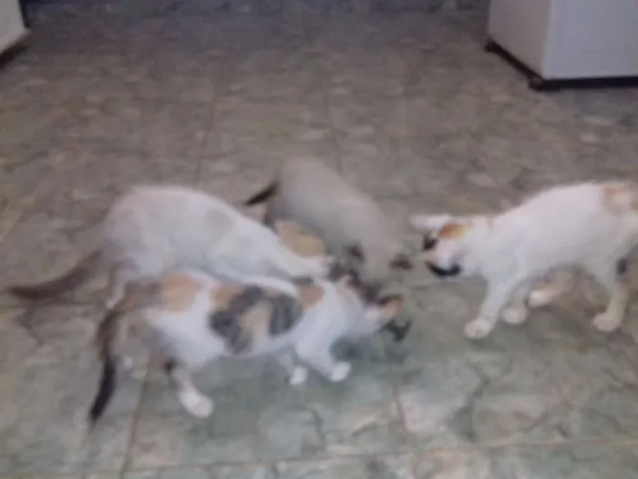 Gato raça SRD idade 2 a 6 meses nome varios