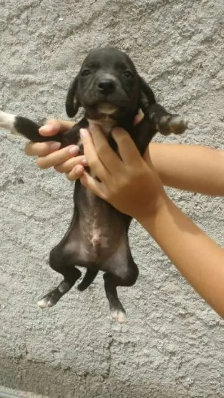 Cachorro ra a mista idade 2 a 6 meses nome amora