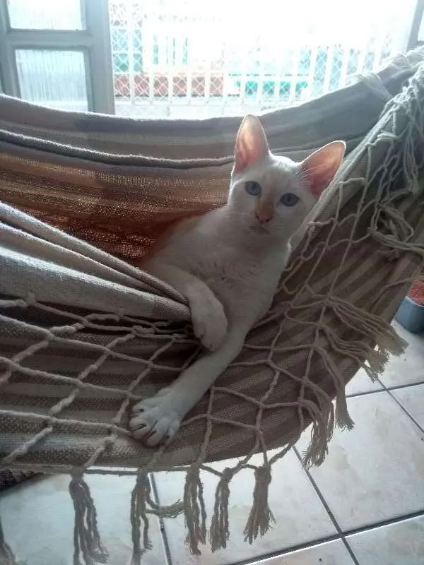 Gato ra a  idade 2 a 6 meses nome Caio
