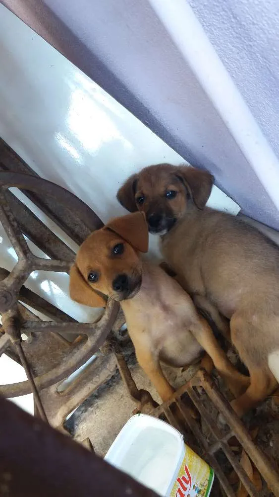 Cachorro ra a Vira lata idade 2 a 6 meses nome Sem nome