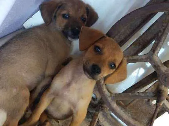 Cachorro ra a Vira lata idade 2 a 6 meses nome Sem nome