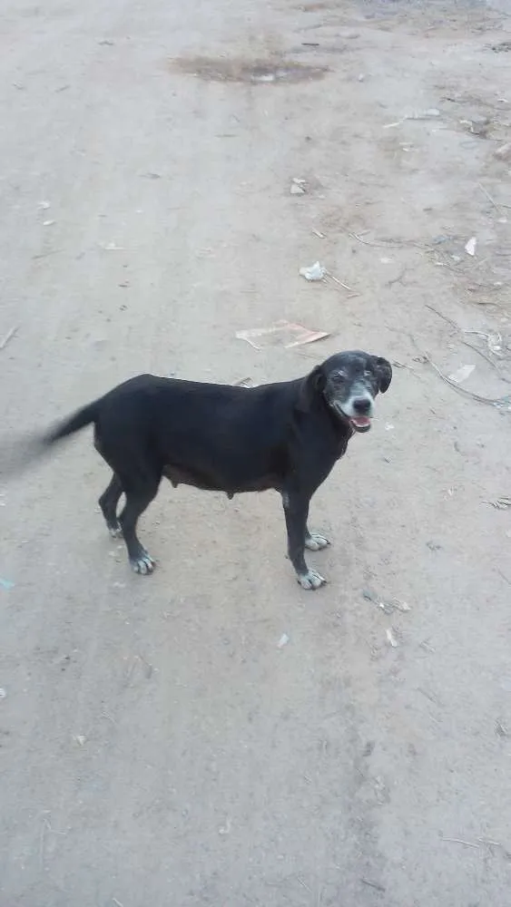 Cachorro ra a Indefinida idade 6 ou mais anos nome Nina