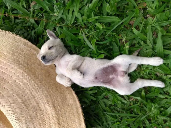 Cachorro ra a SRD idade 2 a 6 meses nome Tapioca