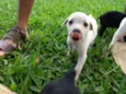 Tapioca
