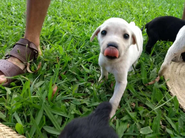 Cachorro ra a SRD idade 2 a 6 meses nome Tapioca