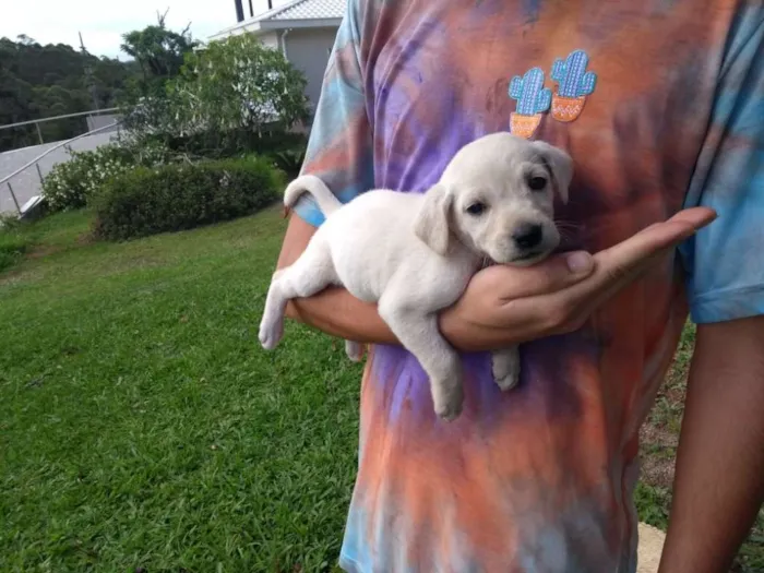 Cachorro ra a SRD idade 2 a 6 meses nome Tapioca
