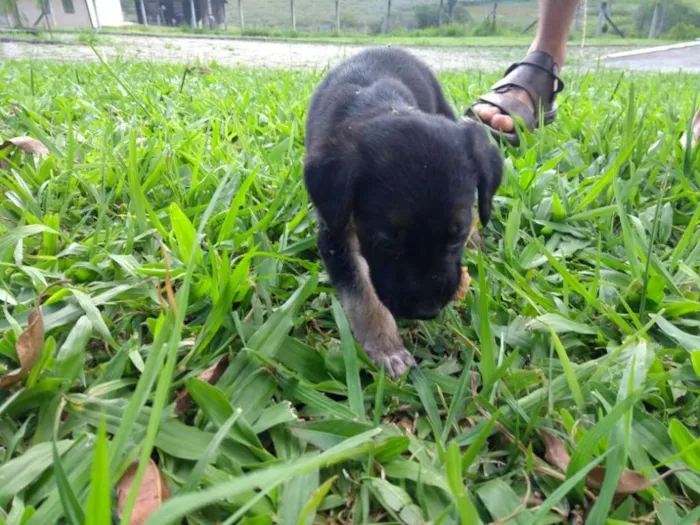 Cachorro ra a SRD idade 2 a 6 meses nome Coragem