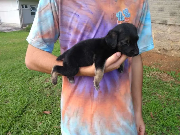 Cachorro ra a SRD idade 2 a 6 meses nome Coragem