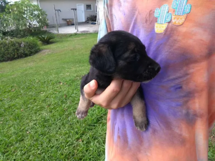 Cachorro ra a SRD idade 2 a 6 meses nome Coragem
