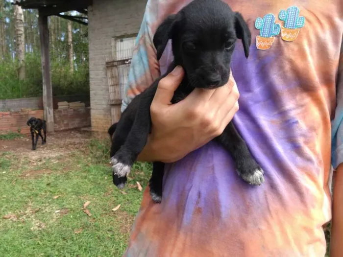 Cachorro ra a SRD idade 2 a 6 meses nome Companheiro